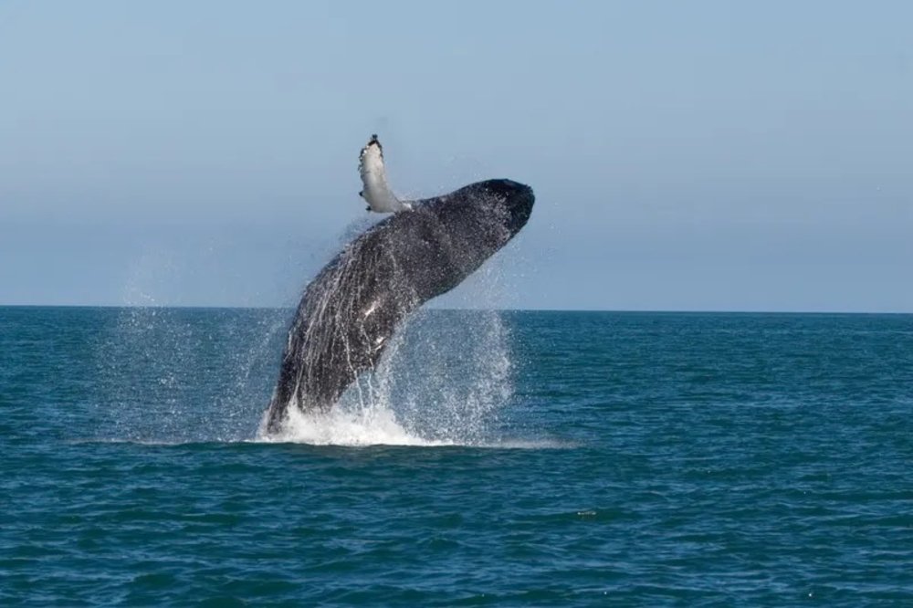 ทัวร์ชมวาฬช่วงฤดูหนาว