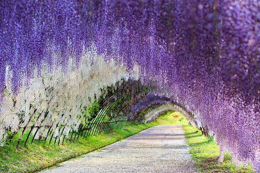 อุโมงค์ดอกวิสทีเรียที่สวนคาวาชิฟูจิ - Kawachi Fuji Garden