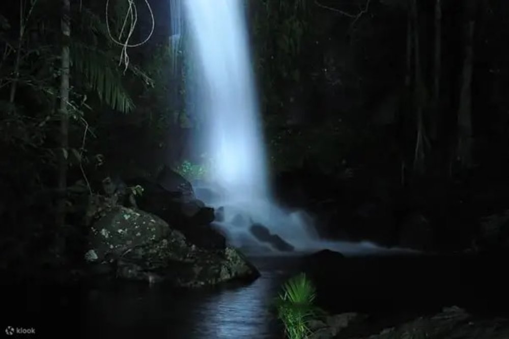 昆士蘭景點推介 觀賞螢火蟲之旅