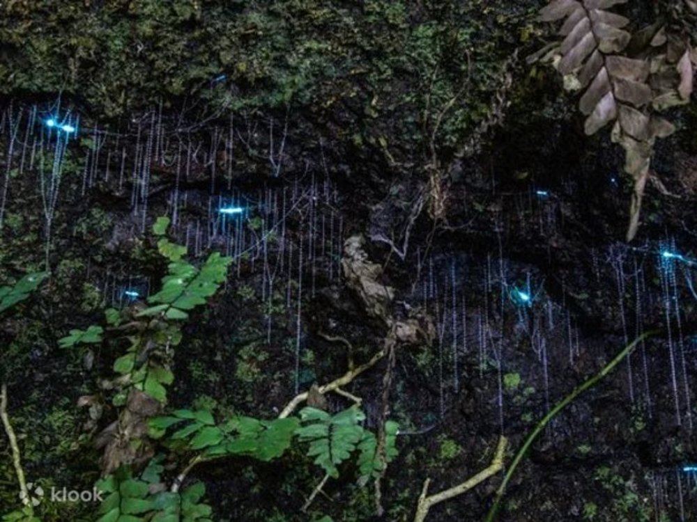 昆士蘭景點推介 觀賞螢火蟲之旅