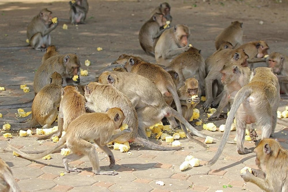 普吉島親子猴子猴山