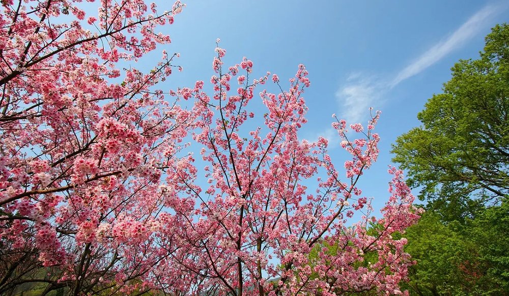 hoa-anh-dao-dai-loan