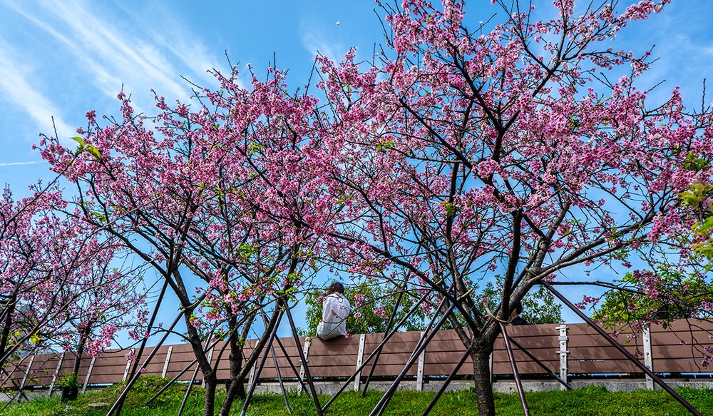 hoa-anh-dao-dai-loan