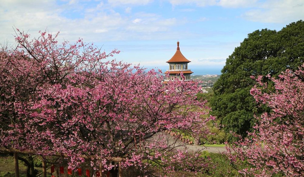 hoa-anh-dao-dai-loan