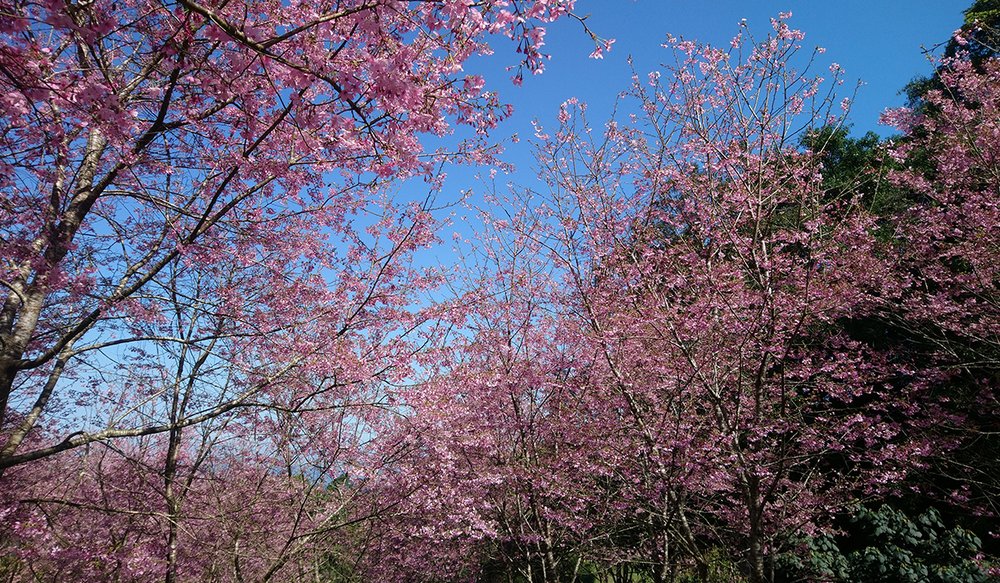 hoa-anh-dao-dai-loan