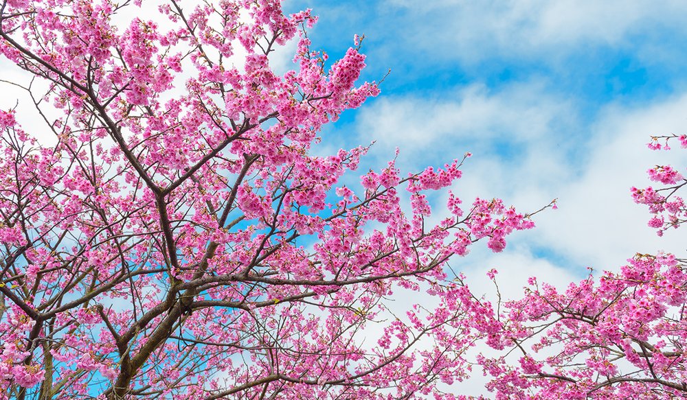 hoa-anh-dao-dai-loan