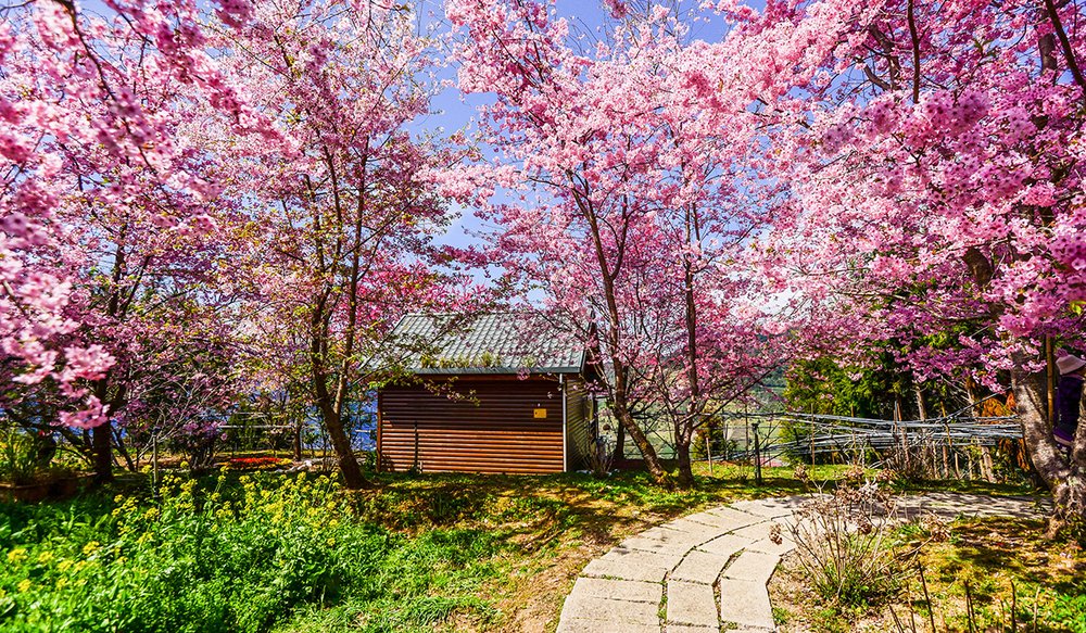 hoa-anh-dao-dai-loan