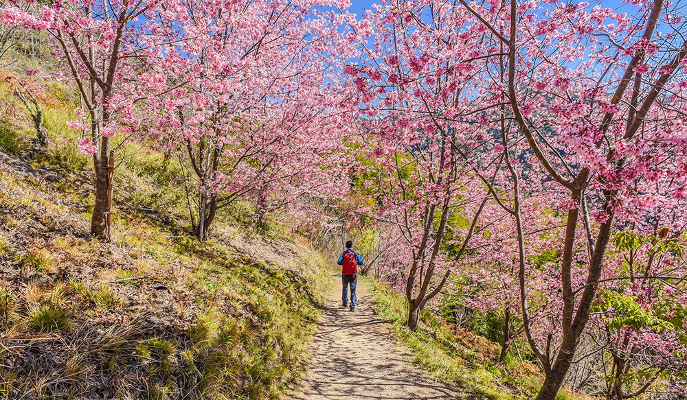 hoa-anh-dao-dai-loan