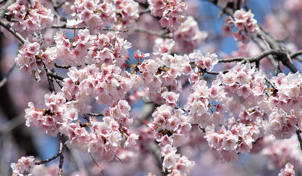 hoa-anh-dao-dai-loan