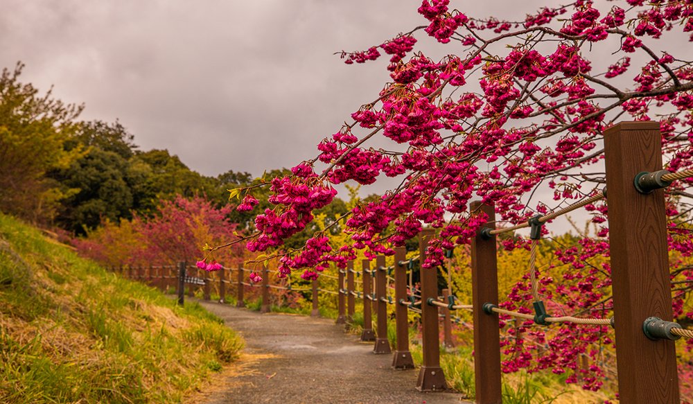 hoa-anh-dao-dai-loan