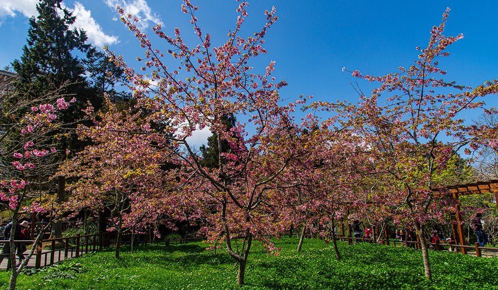 hoa-anh-dao-dai-loan