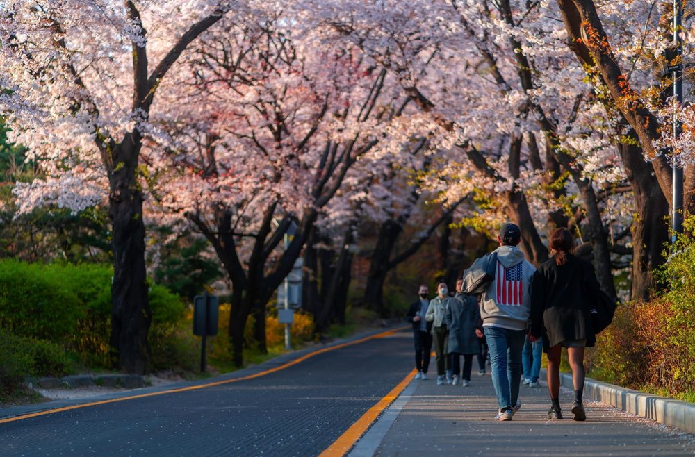 Namsan Park Sakura