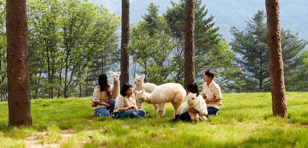 江原道自由行羊駝樂園南怡島