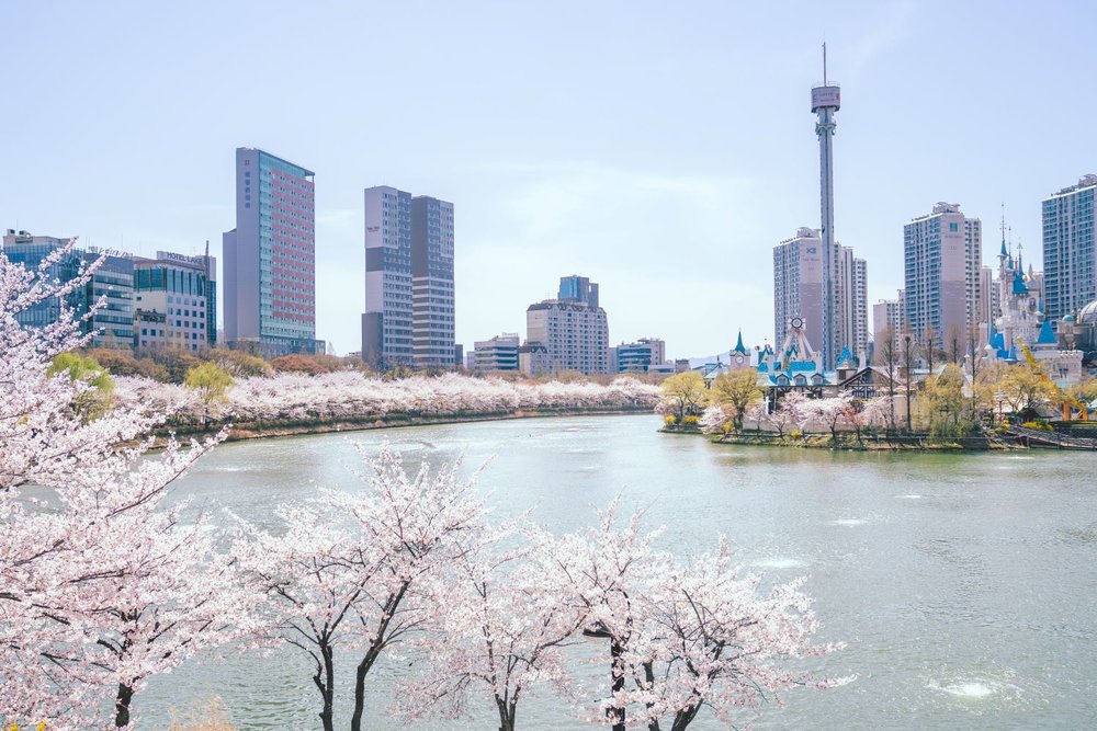 Seokchon Lake Cherry Blossom