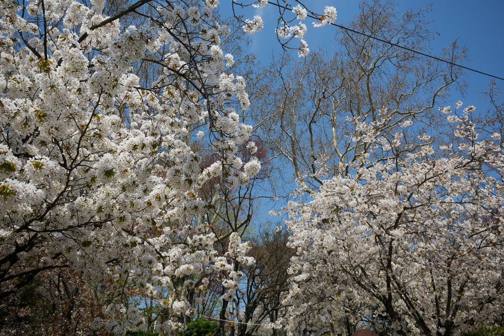 Cherry Blossom at Jayu Park. Credits: J. Young Jeong on Unsplash