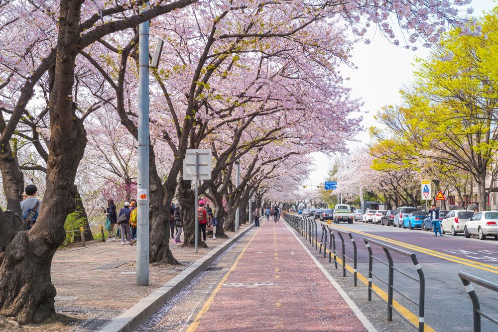 Cherry Blossom Festival in spring at Yeouido park, Seoul