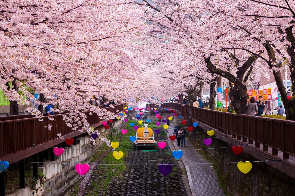 Jinhae Gunhangje Festival