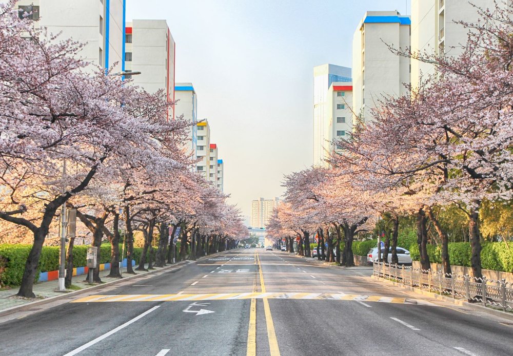 Cherry Blossoms Blooming in Namcheondong , Suyeonggu, Busan, South Korea
