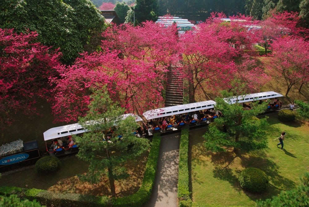 formosan cherry blossom festival 1