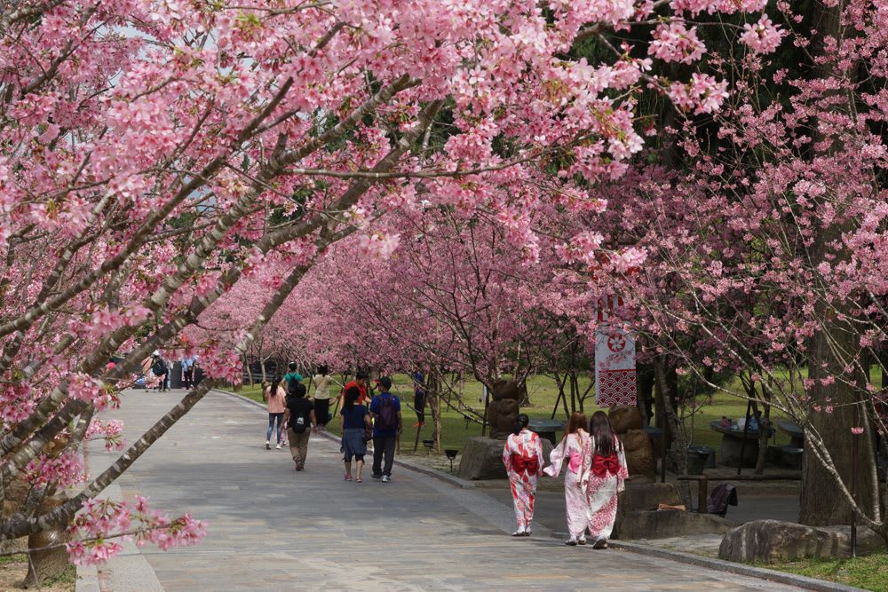 Formosan cherry blossom festival 2