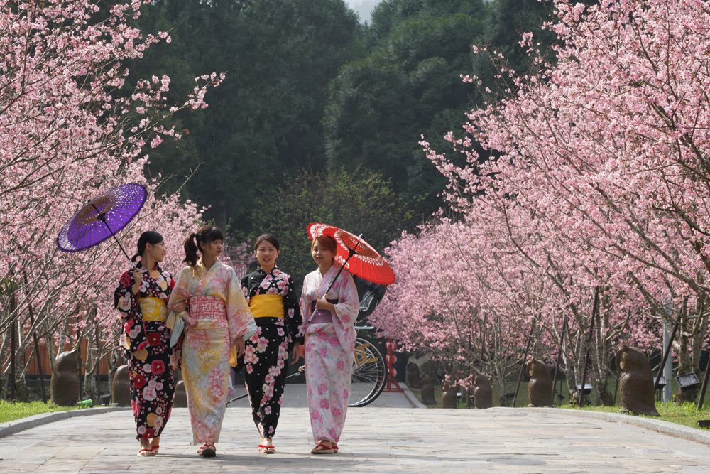 Formosan cherry blossom festival 3