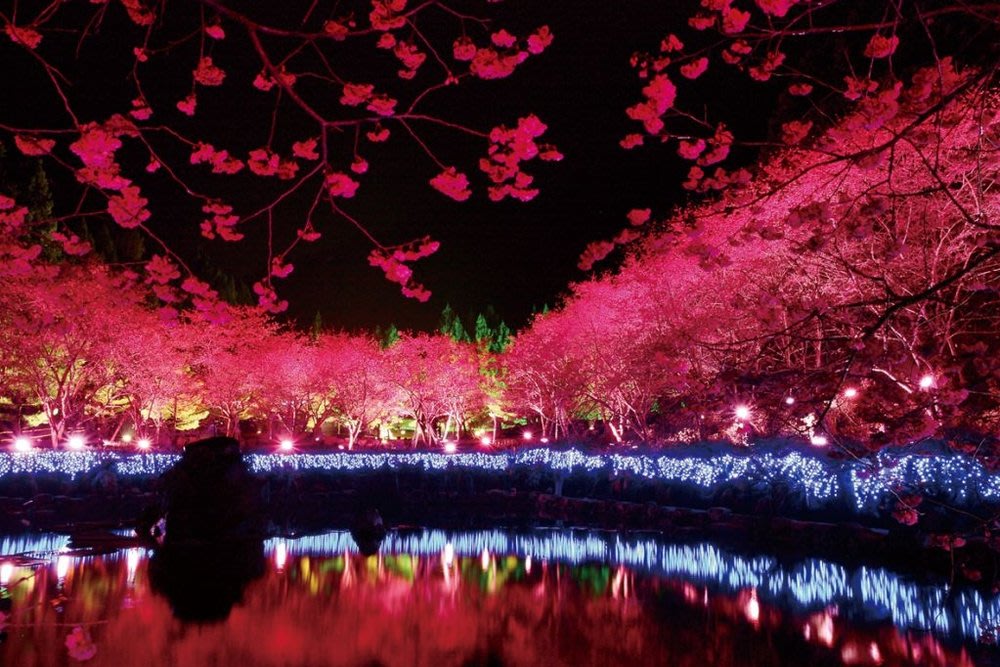 Formosan cherry blossom festival 4