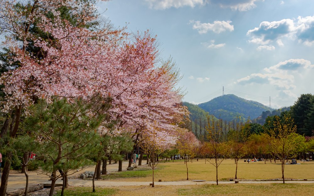 cherry blossom trees