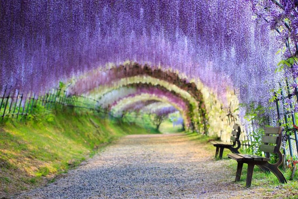 อุโมงค์วิสทีเรียที่สวนคาวาชิฟูจิ - Kawachi Fuji Garden สถานที่ท่องเที่ยวเมืองฟุกุโอกะ