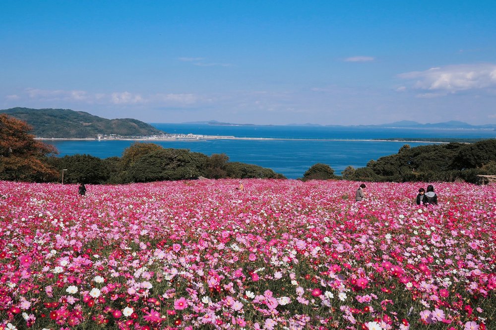 สวนสาธารณะเกาะโนโคโนะชิมะ สถานที่ท่องเที่ยวแบบธรรมชาติในฟุกุโอกะ