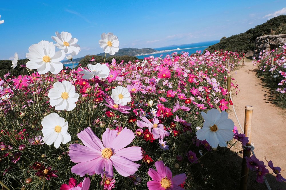 ทุ่งดอกไม้ที่สวนสาธารณะเกาะโนโคโนะชิมะ