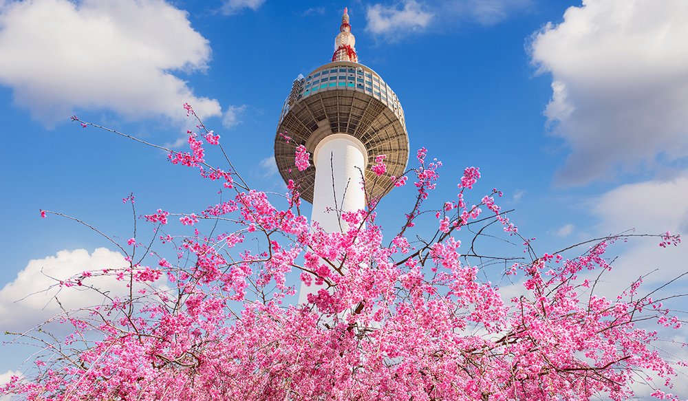 hoa-anh-dao-han-quoc