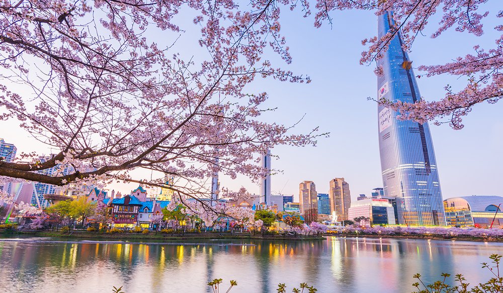 hoa-anh-dao-han-quoc