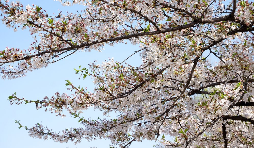 hoa-anh-dao-han-quoc