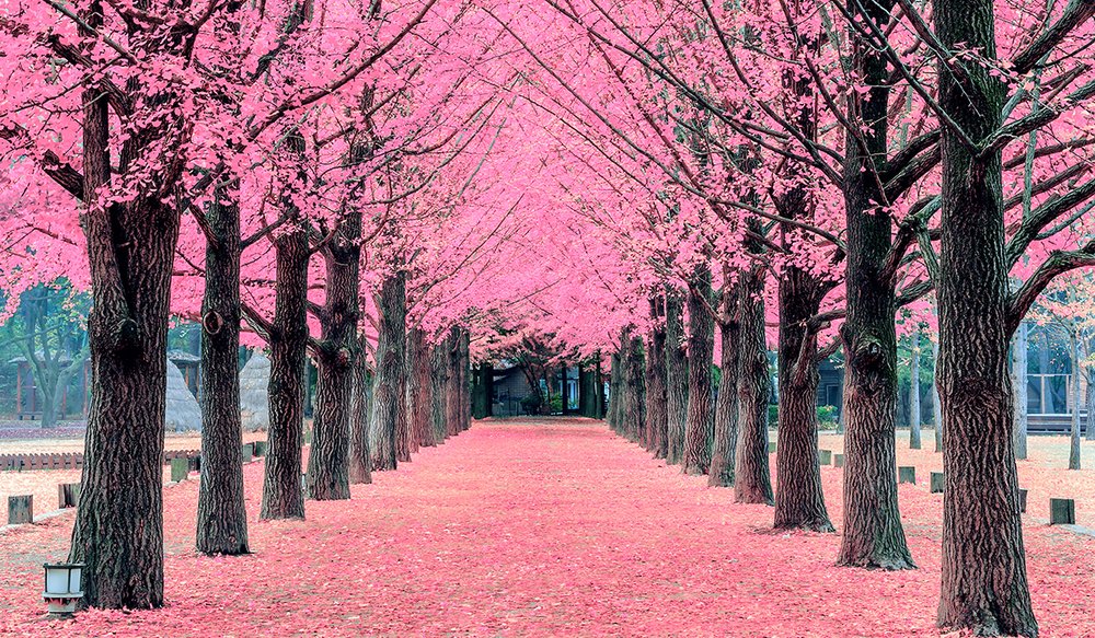 hoa-anh-dao-han-quoc