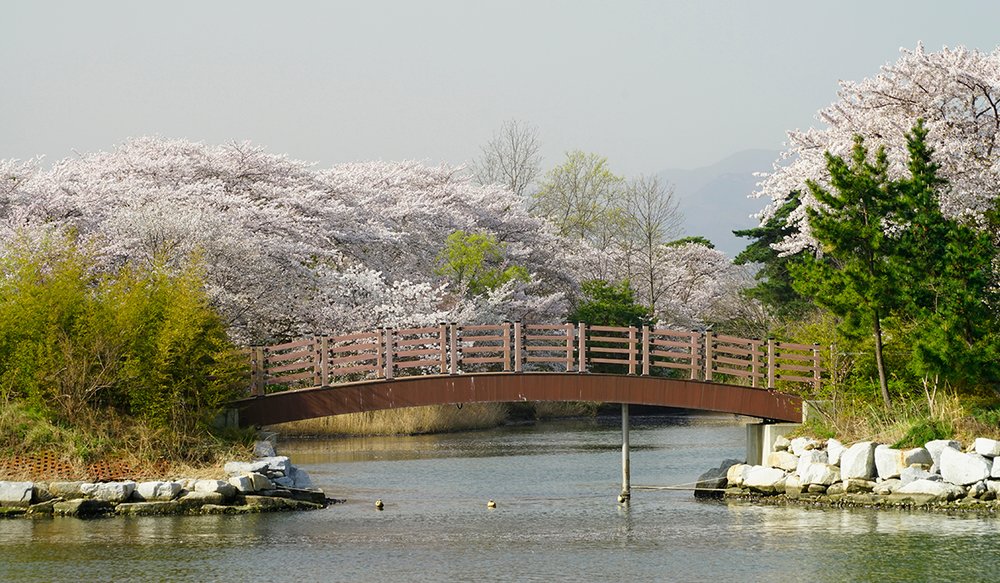 hoa-anh-dao-han-quoc