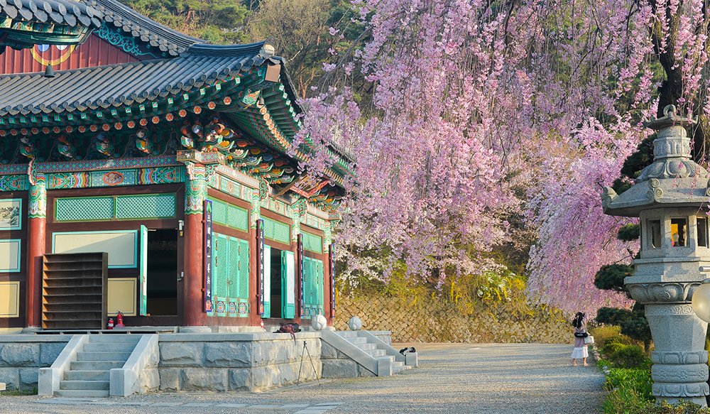 hoa-anh-dao-han-quoc