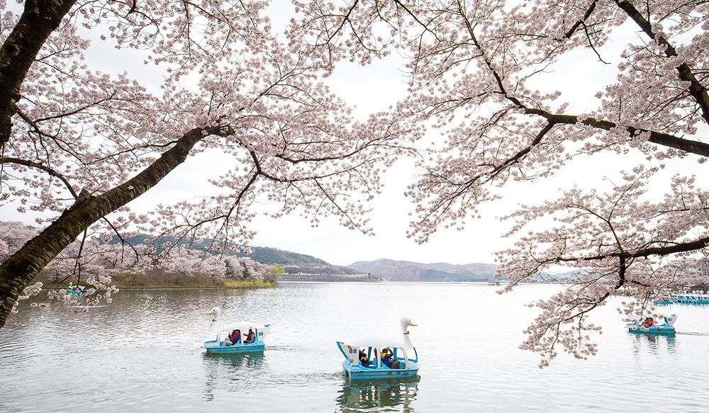 hoa-anh-dao-han-quoc