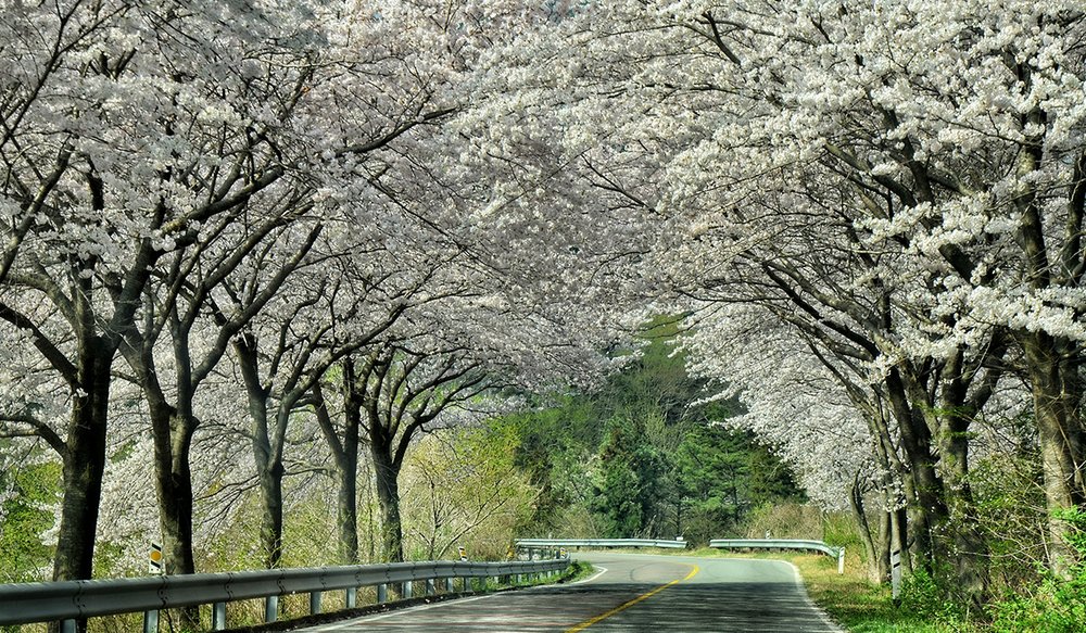 hoa-anh-dao-han-quoc