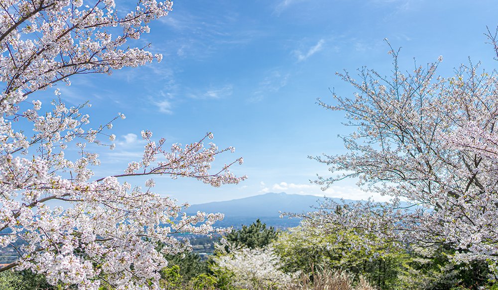 hoa-anh-dao-han-quoc