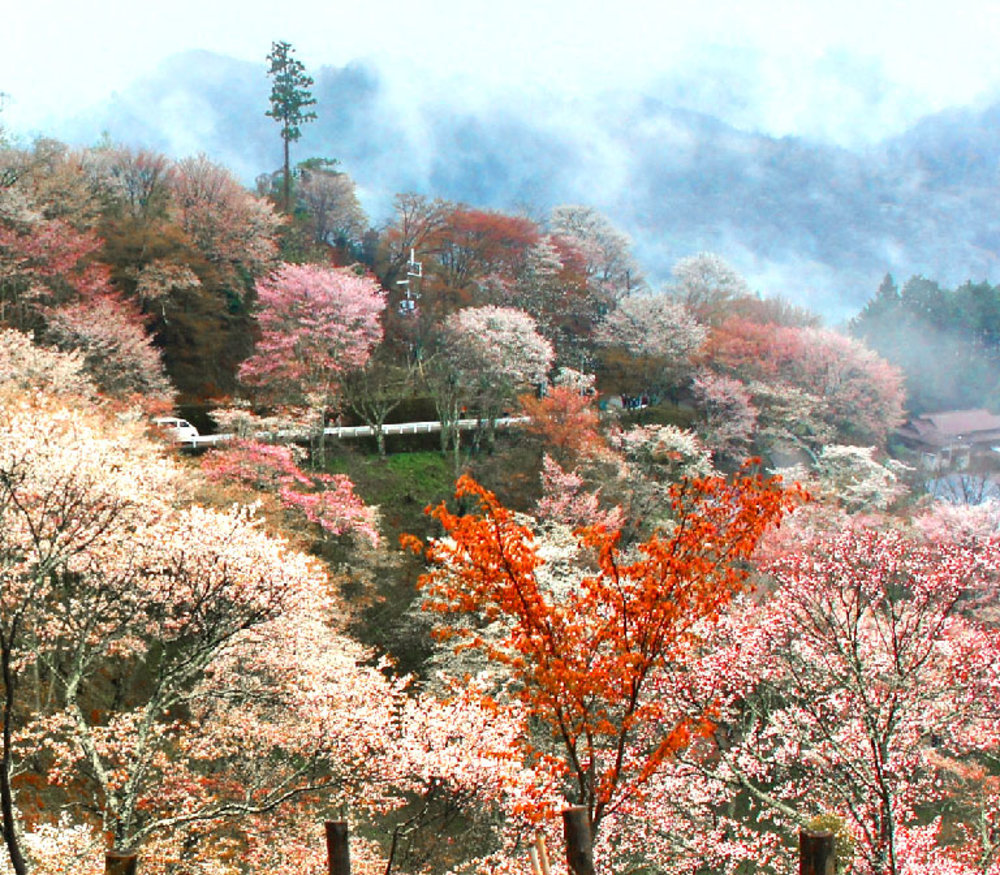 ขอบคุณรูปภาพจาก flickr.com l การท่องเที่ยวในญี่ปุ่น แวะเที่ยวชมภูเขาโมอิวะ
