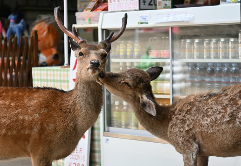 deer licking another deer