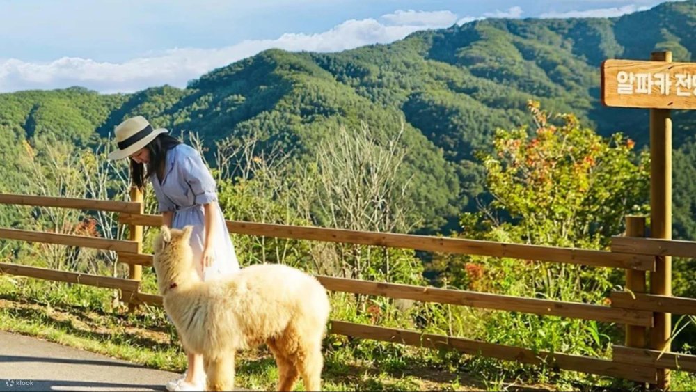 woman petting alpaca