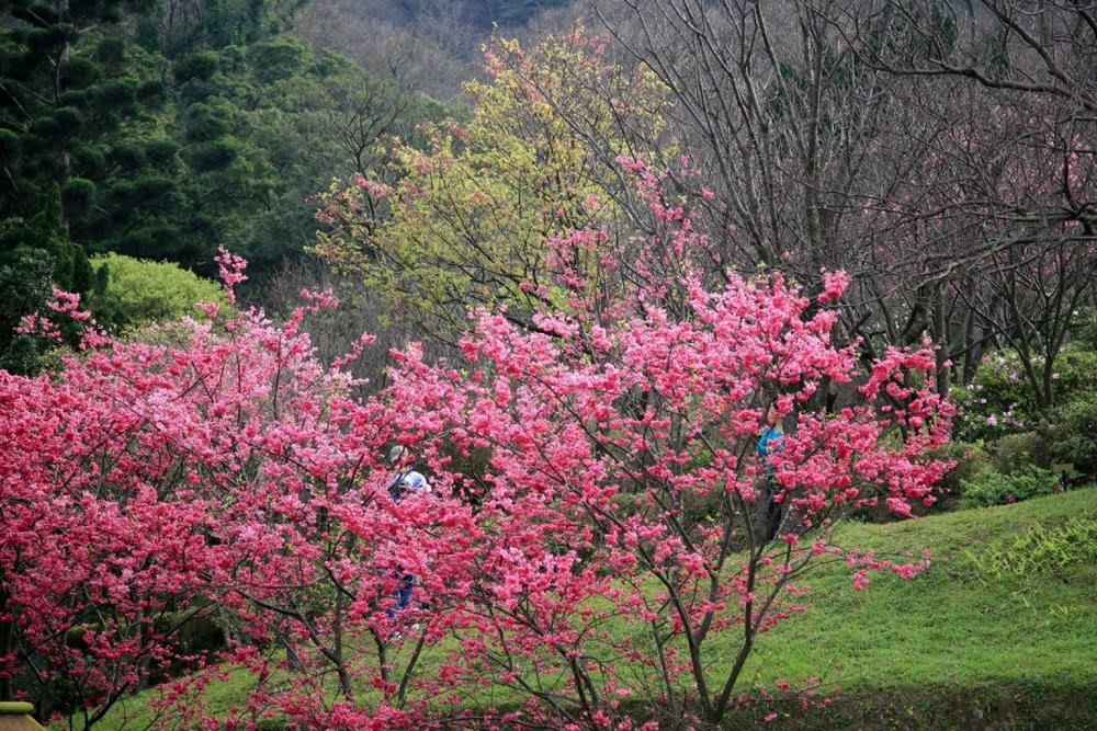 taiwan cherry blossom forecast yangmingshan