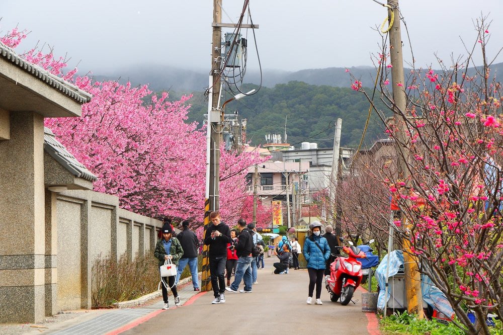 taiwan cherry blossom yangmingshan 2