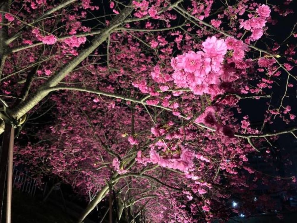 taiwan cherry blossom forecast LOHAS Park