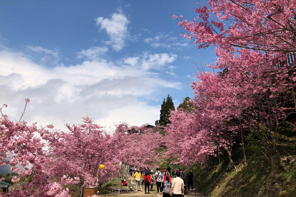 taiwan cherry blossom forecast Lala Mountain Loving Farm