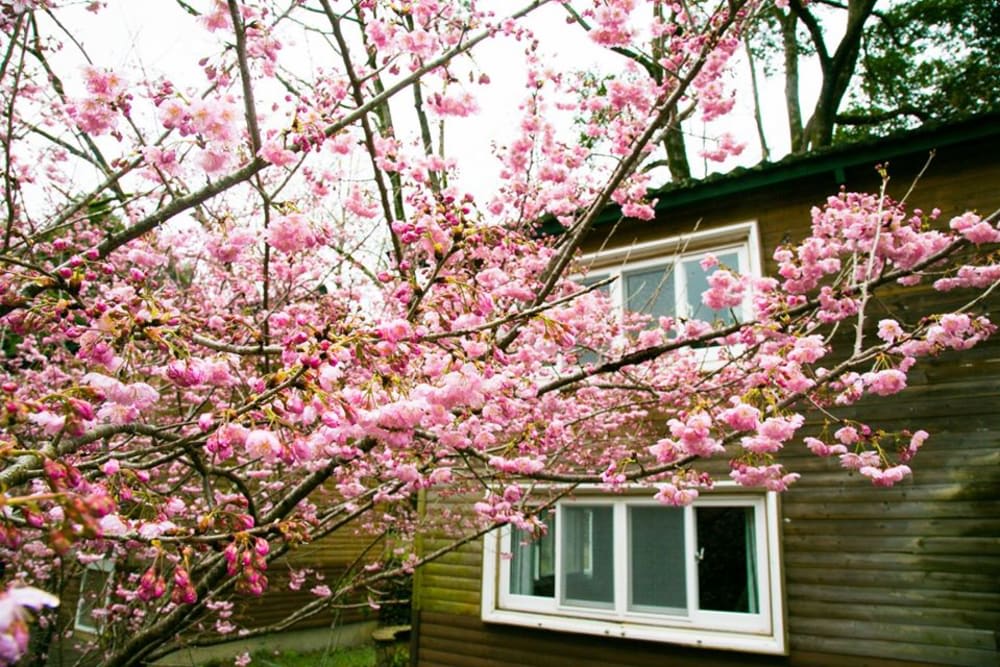 taiwan cherry blossom forecast MaKau Ecological Park