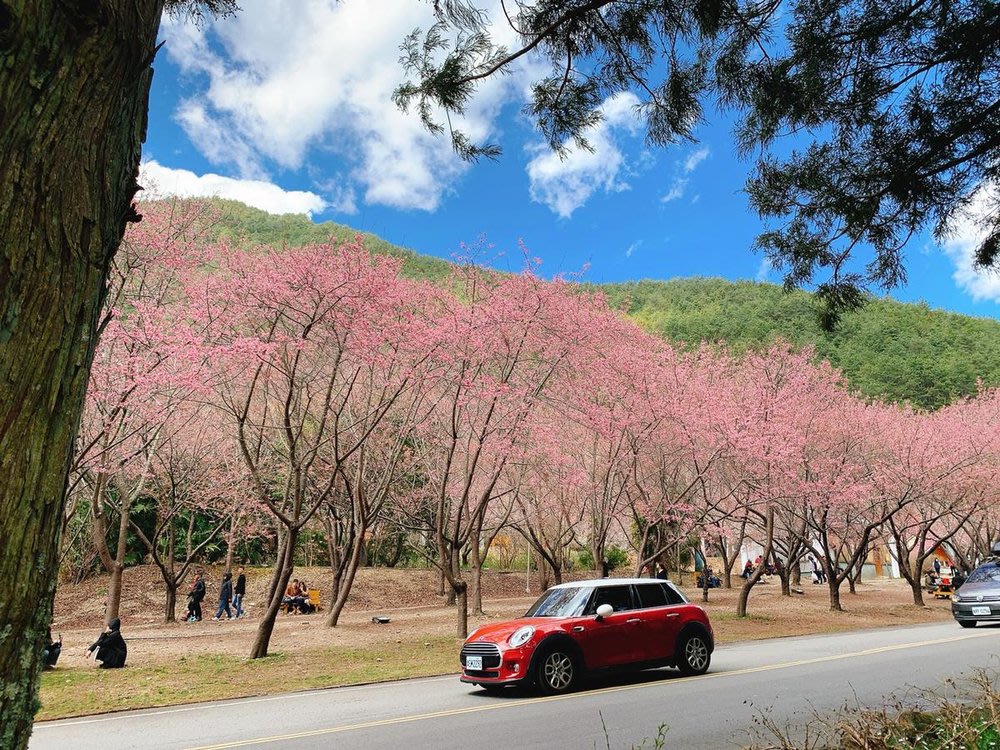 taiwan cherry blossom forecast Wuling Farm