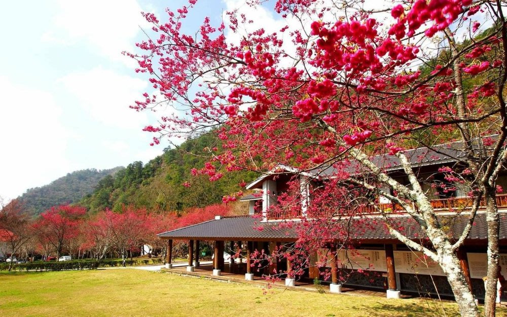 taiwan cherry blossom festival Aowanda National Forest Recreation Area 
