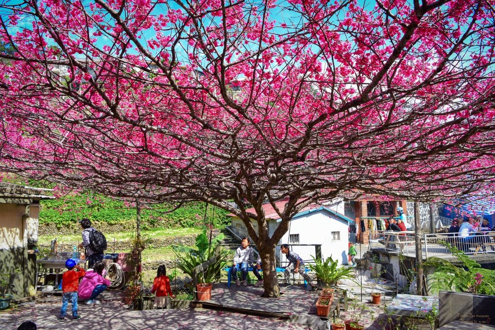 taiwan cherry blossom festival Wutai Sandimen Township